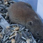 How to Get Rid of Voles Before or During Winter