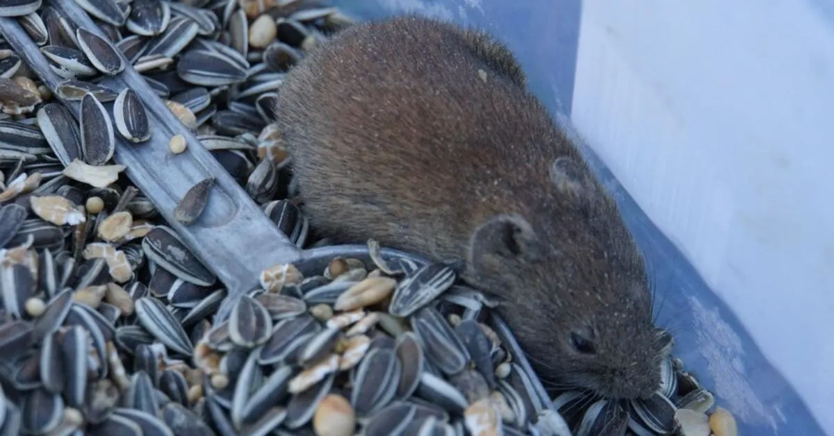 How to Get Rid of Voles Before or During Winter